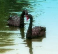 The first black swans I ever saw. I was stunned.