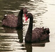 The actual swans I saw that day.