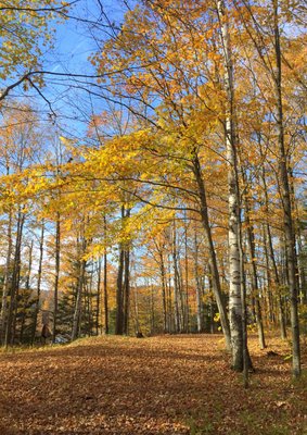 Fall trees 2017